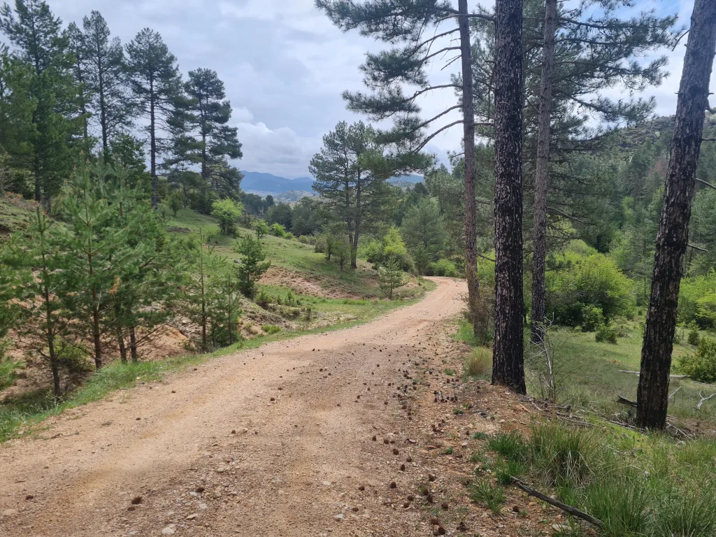Sentier forestier dans les Montanas Vacias